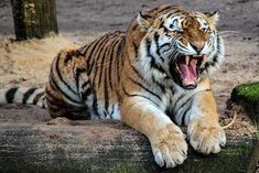 four tigers died due to infighting and infection in dudhwa