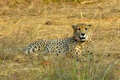 there is no evidence of cheetah death due to radio collar ntca considered the deaths as natural