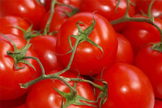 government will sell cheap tomatoes on ondc