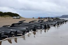 100 pilot whales stranded off the coast of Australia, 51 dead