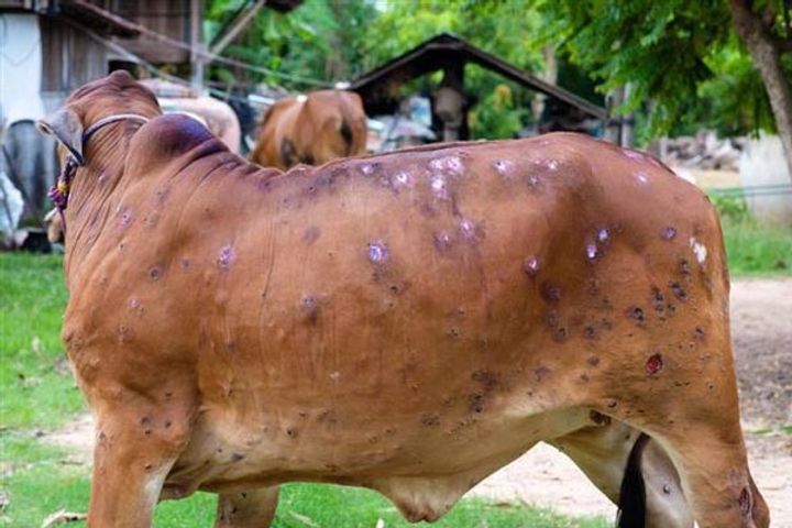 now lumpy disease is wreaking havoc in northeast areas