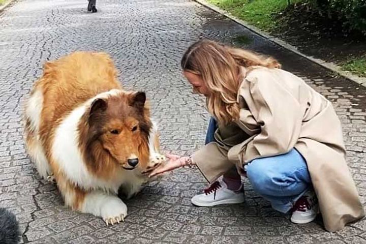 japanese became a dog spending thousands of dollars