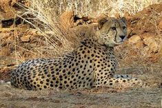 another cheetah died in kuno national park