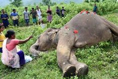 three elephants died near rani reserve forest
