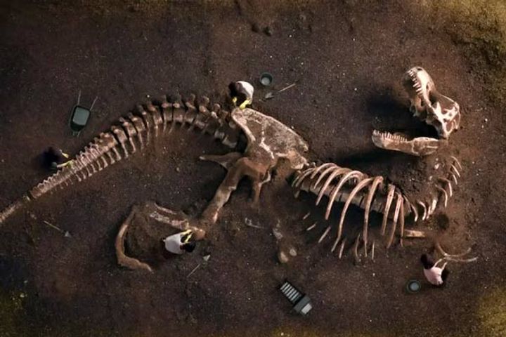 The oldest herbivorous dinosaur Therosaurus found in Jaisalmer The oldest herbivorous dinosaur Therosaurus found in Jaisalmer