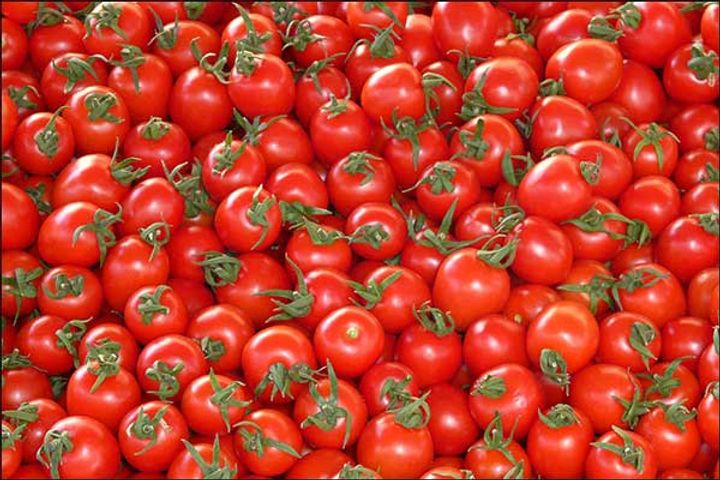 tomato will be sold at the rate of rs 70 per kg government is ordering tomatoes from nepal