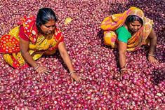 onion auction will start from thursday in all apmcs of nashik