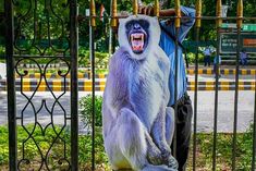 cutouts of langurs put up ahead of g20 summit in delhi