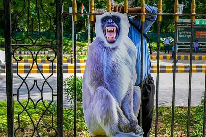 cutouts of langurs put up ahead of g20 summit in delhi